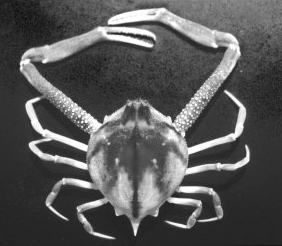 Photo: B. Galil; Go to the Atlas of Exotic animals of the Mediterranean Sea